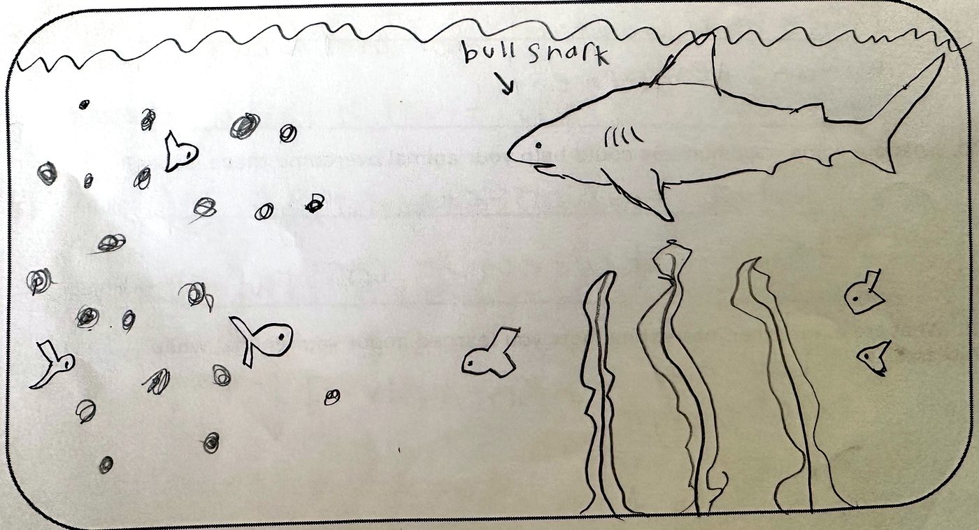 Student drawing of a bull shark with fish, bubbles, and sea plants